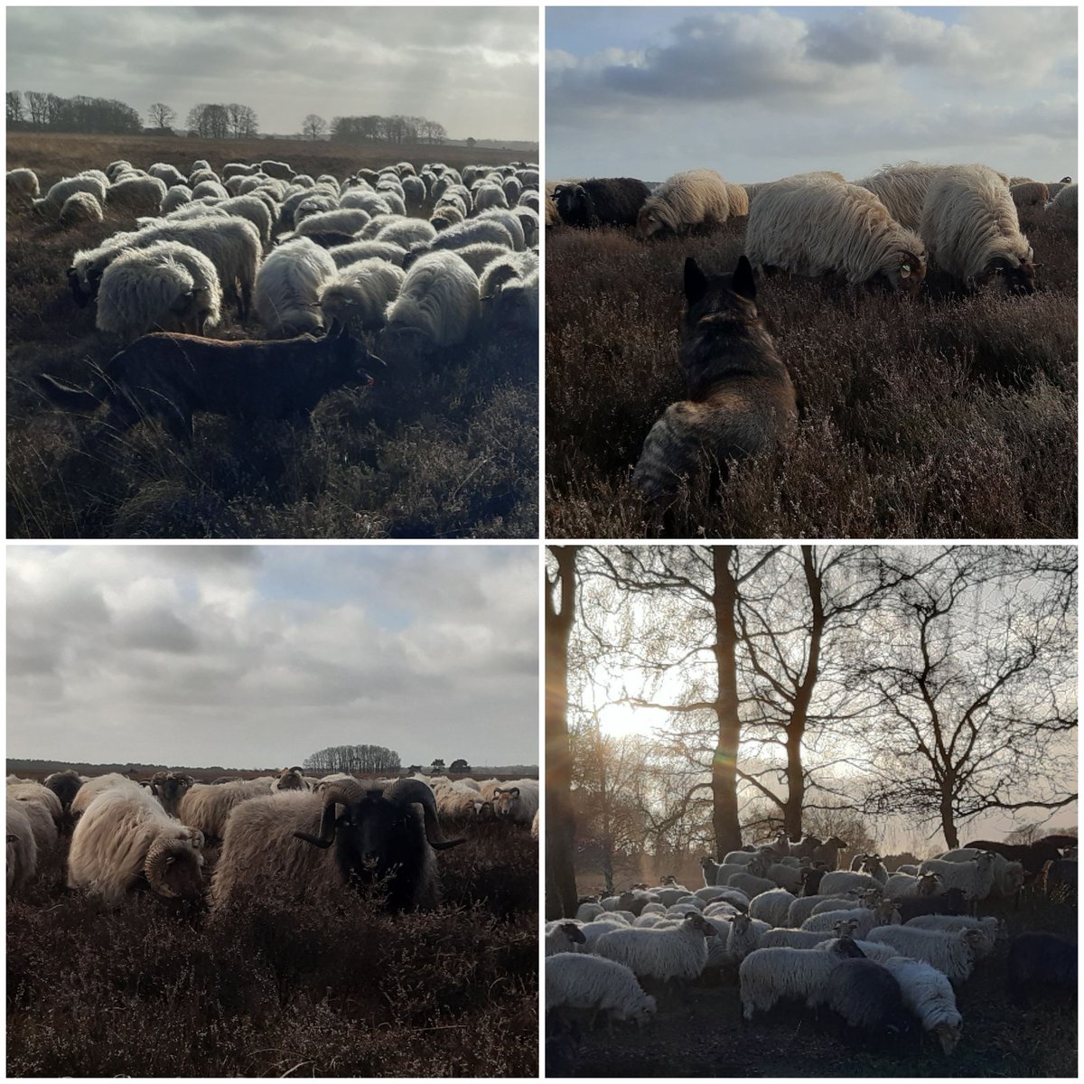 Struikheide toppen🐑🐑🐑🐑🐑
#Dwingelderveld 
#SchaapskooiAchtertZaand 
#winterbegrazing
#Benderseberg 
#drentseheideschapen 
#hollandseherder
@Natuurmonument 
@N2000drenthe 
#immaterieelerfgoed