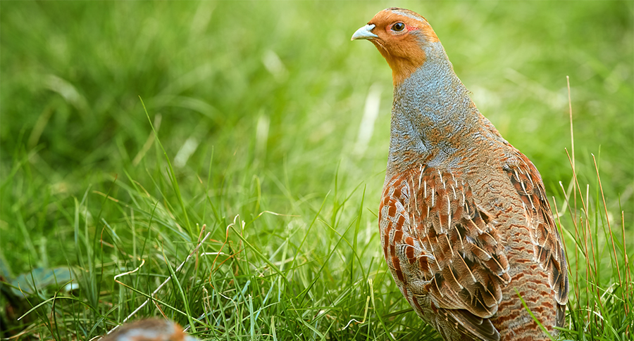 Farmers are protesting for greater support and a level playing field. Removing the measure to have some space for nature on farmland will not answer these needs. Instead, a neat solution for Grey Partridge, Brown Hare, and other wildlife will be lost. #farmlandwildlife