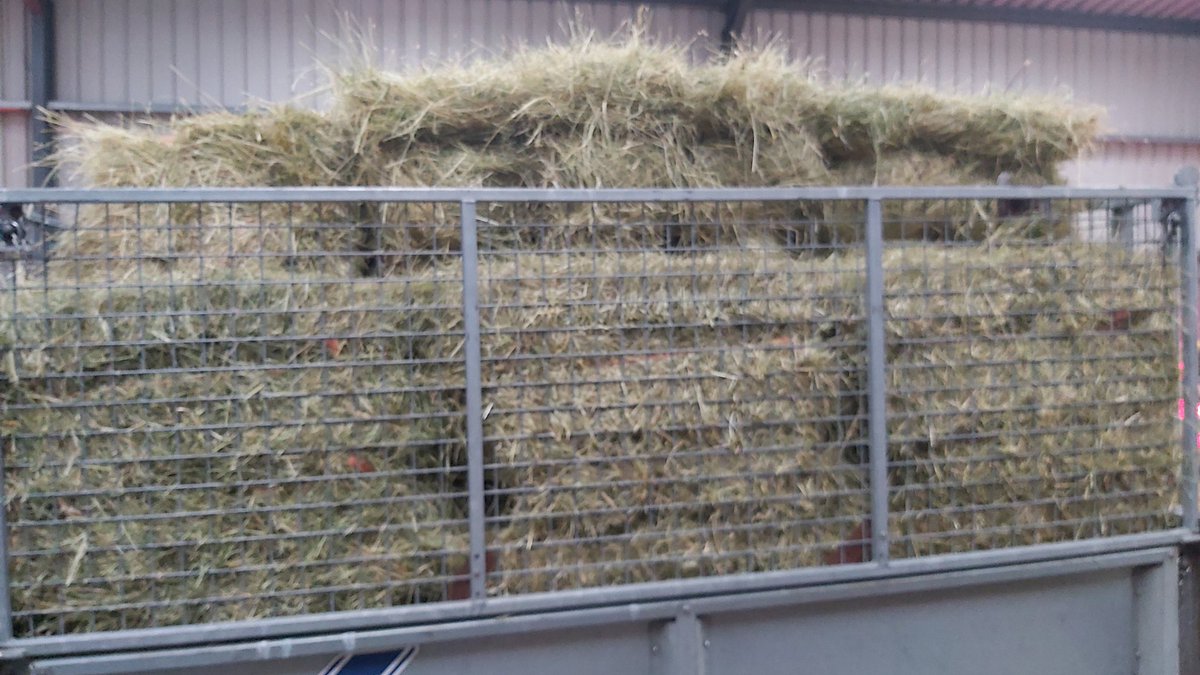 Great to have good hay,for lambing.