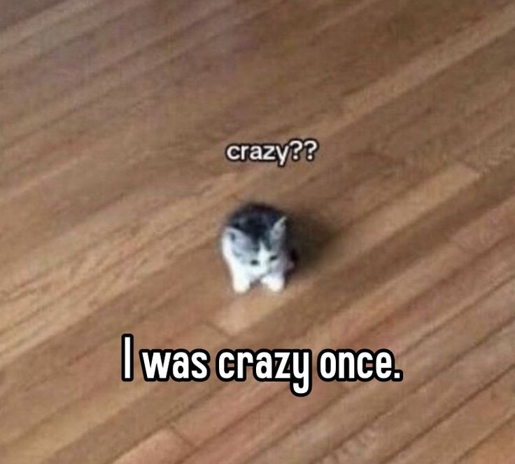 smol silly cat (@catsillyness) on Twitter photo 