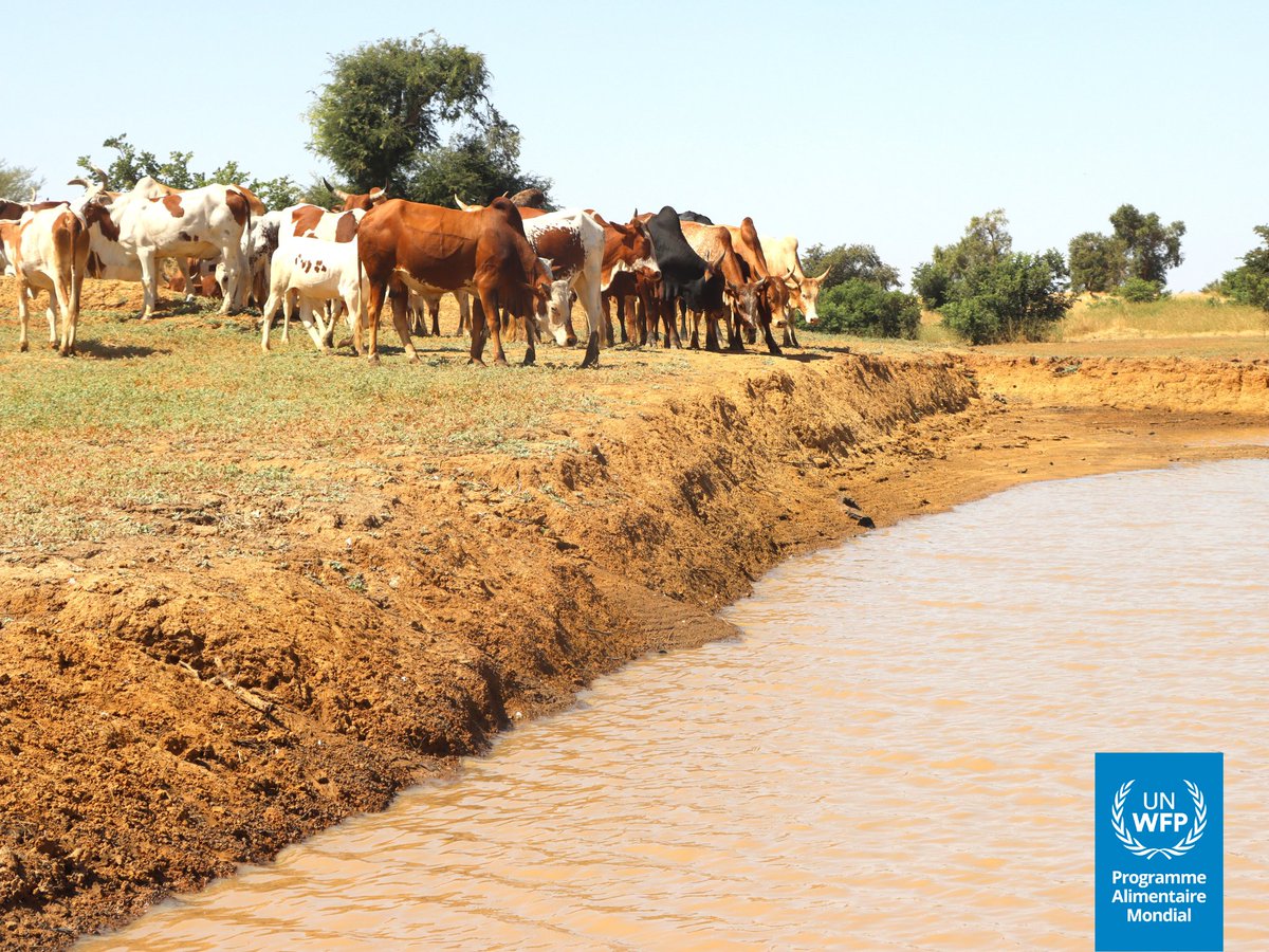 WFP_Mali's tweet image. #Mali 🇲🇱 Plus de 2⃣4⃣0⃣0⃣ éleveurs de la région de #Nara disposent désormais de 2 parcs de vaccination pouvant accueillir 9 000🐄bœufs pour réduire les risques de maladies. Ces infrastructures sont installées grâce au soutien de @WFP_Mali, @leFIDA, dans le cadre du projet #SD3C*.