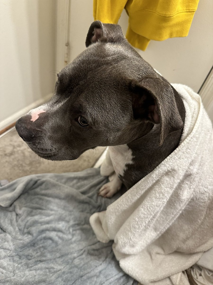 WillieBangg's tweet photo. This little ninja 🥷 tried fight me just getting a bath.
#bullyowner https://t.co/SezmHQFKnh