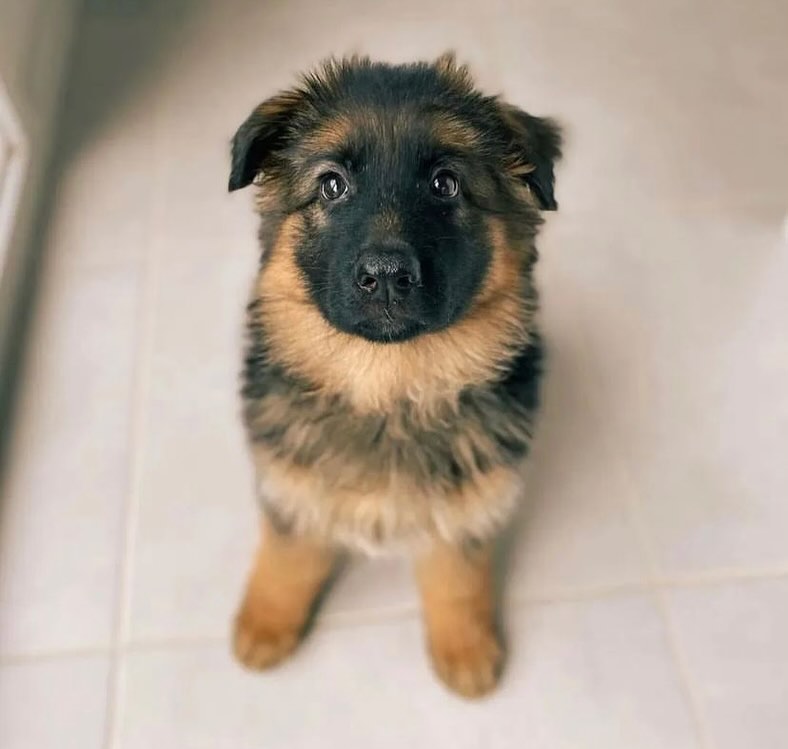 German Shepherd Community tweet media