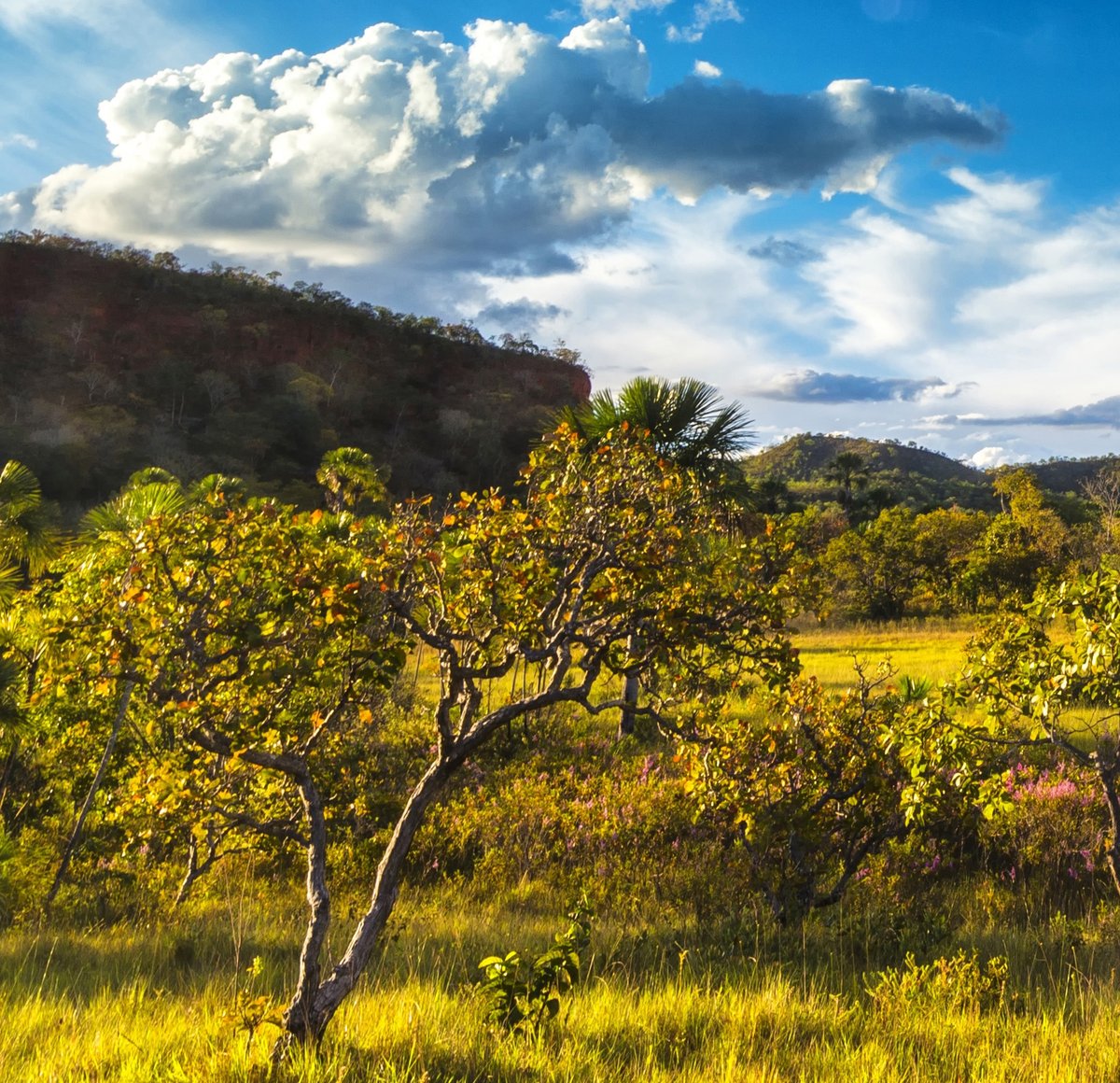 Last year, deforestation surged in Brazil’s Cerrado region by nearly 45% compared to 2022. Our Cerrado Biome project aims to protect native forests and grasslands. Learn more about the Cerrado Biome project or support it by purchasing #carboncredits: carbonstreaming.com/portfolio/buy-…