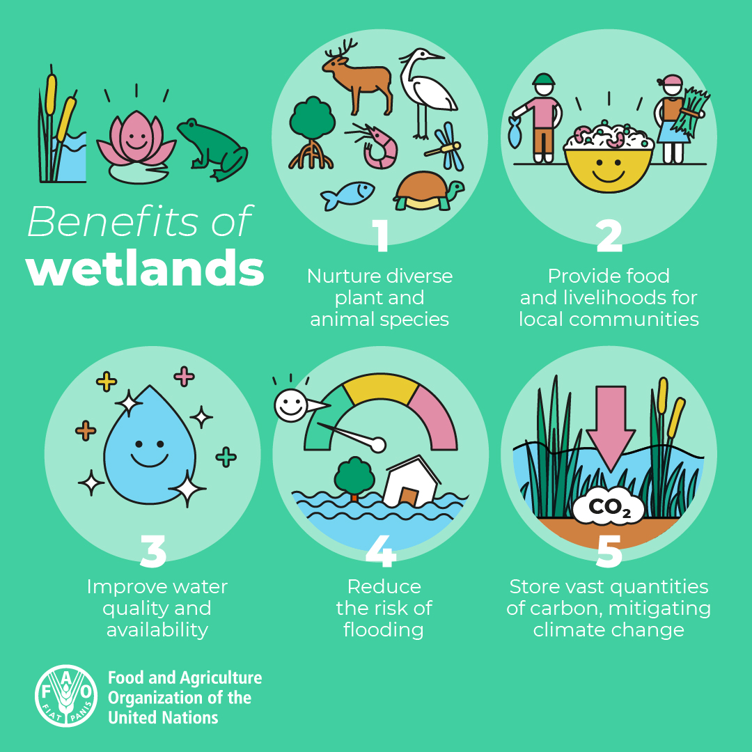 FAO's tweet photo. 5⃣  reasons why we need to protect these vital ecosystems 👇

#WorldWetlandsDay https://t.co/aXQUYPOVIR