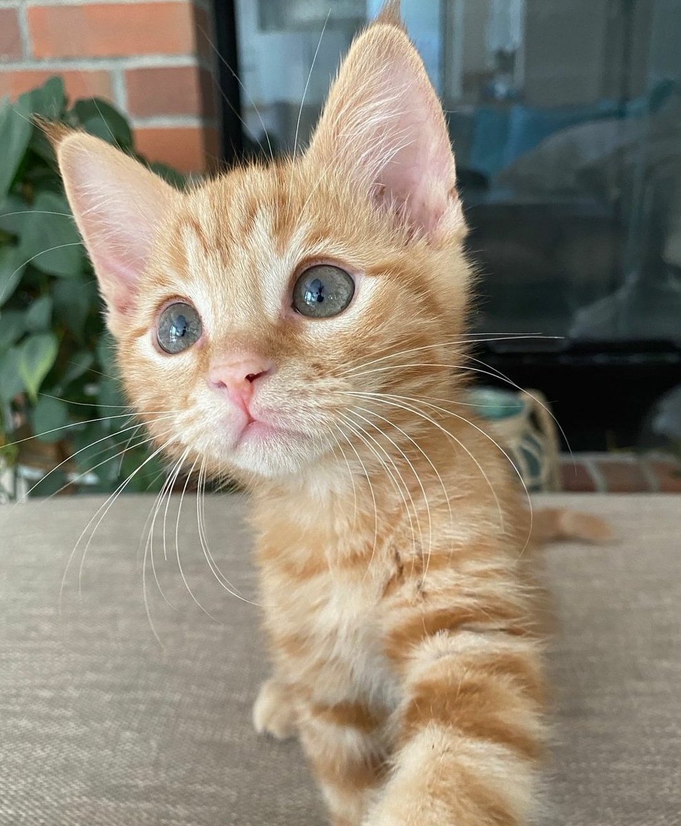 WeAssessCats's tweet photo. https://t.co/qUU6V7YP9A