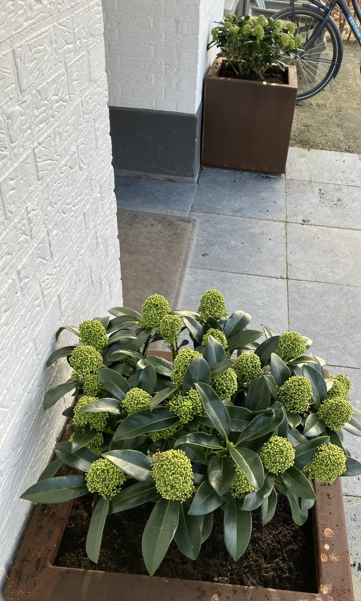 BeautifulGarde1's tweet photo. Wilgen knotten en skimmia ‘s planten #knotten #tuinwerk #planten #hovenierswerk #breda https://t.co/rQhvziB2x0