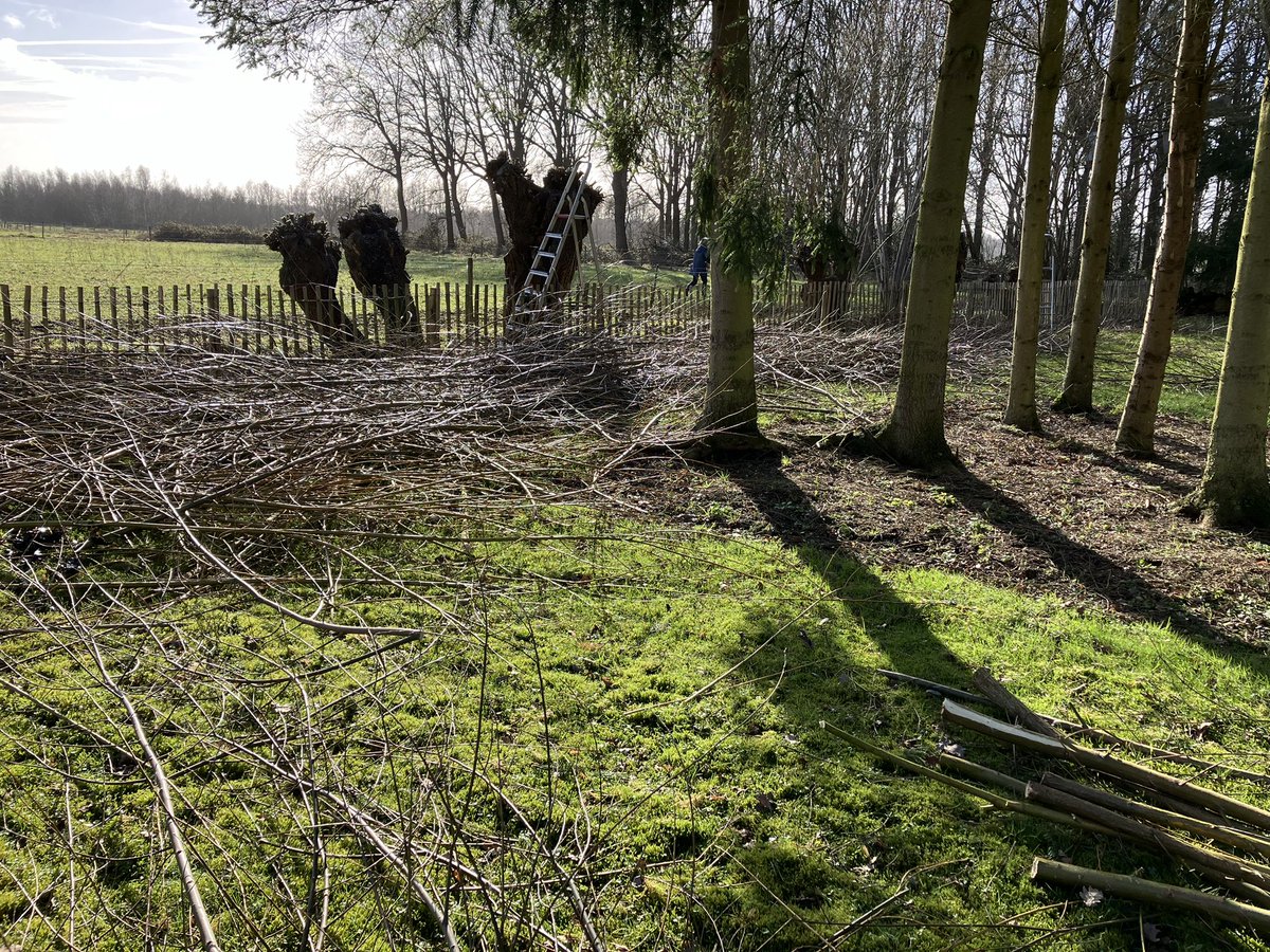 BeautifulGarde1's tweet photo. Wilgen knotten en skimmia ‘s planten #knotten #tuinwerk #planten #hovenierswerk #breda https://t.co/rQhvziB2x0
