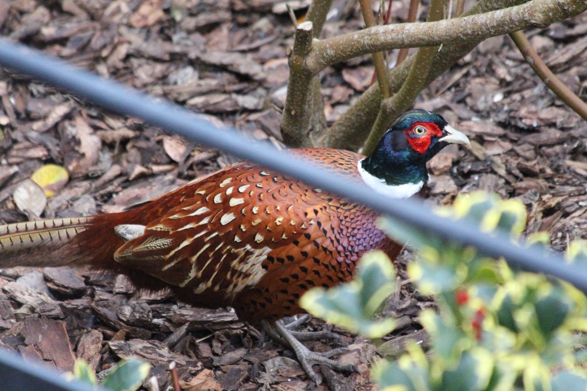 The local #birds of #LymeRegis seem to be getting bigger around the feeder! #Dorset