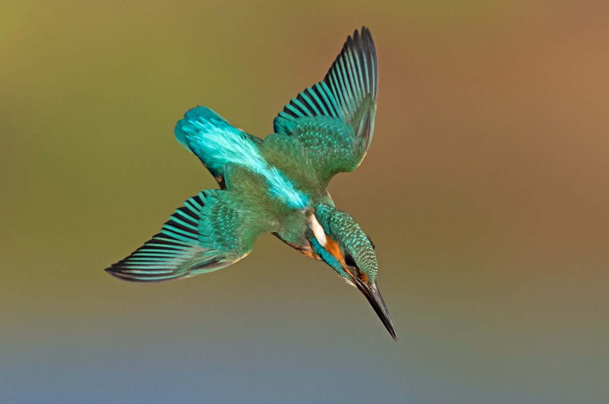 De ijsvogel zit af en toe weer bij de nestwand. Hopelijk worden het weer drie succesvolle legsels, ik kijk er naar uit. @vogelnieuws