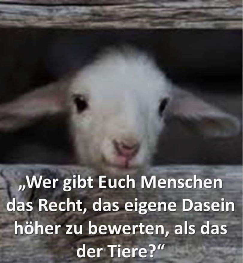 Gem_f_d_Tiere's tweet photo. DIE ANTWORT IST KURZ UND SIMPEL: NIEMAND, ABSOLUT NIEMAND!!! 💔
DAS SCHLIMMSTE ARMUTSZEUGNIS JEDER NATION, SIND DIE UNGESÜHNTEN VERBRECHEN AN DEN TIEREN! https://t.co/jATpxpGanE
