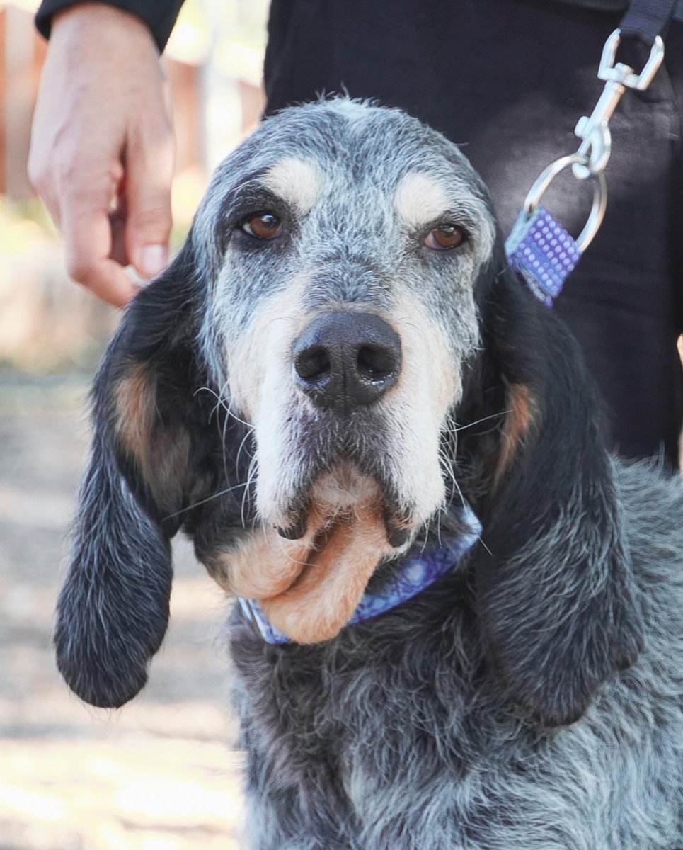 SosAbuelos1's tweet photo. #Tarragona
#TONYO tiene 8 añitos. Lo recogimos con la patita delantera súper herida... después de operarlo, aunque no ha quedado perfecto, ha ganado mucho!
Es un perrillo adorable, que te entran ganas de mimarle y mimarlo. Se lleva bien con perros y gatos, pero como buen senior, si le tocan demasiado las narices, se mosquea.
Súper limpio y educado, hace sus cositas fuera.
¿Nos ayudas a encontrar a su familia perfecta?
Contacto; 620 84 70 48
