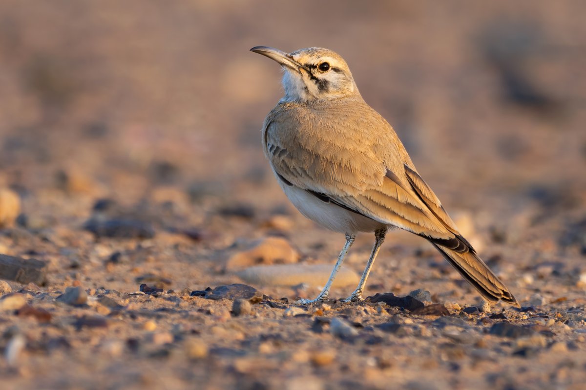 Birding The Strait tweet media