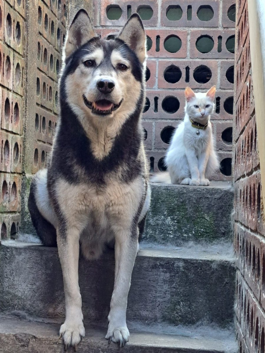 El_LocoJv's tweet photo. @G4G_Revenant Este hijo de perra se come hasta la comida de los gatos si tiene la oportunidad. Aunque es un amor con los Michis , ojo que es modelo Profesional https://t.co/p8P4NwJnms