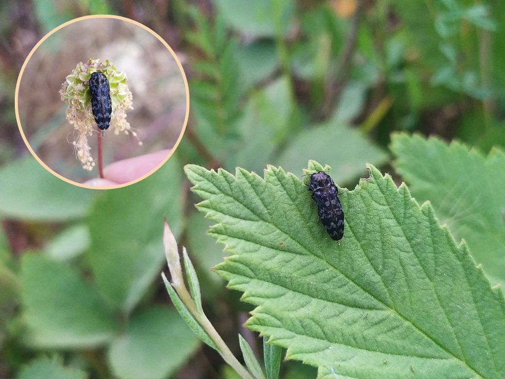 Coraebus rubi

Buprestidae familyasındaki küçük türlerden biri. Metalik ışıltılı olan akrabalarının aksine bu arkadaş siyahlara bürünmüş. 😊

#hangitür