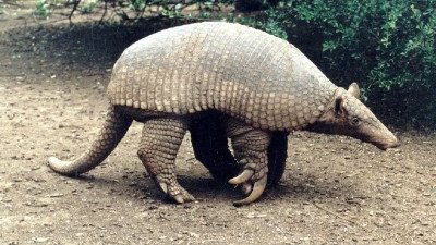 Para mitigar la ola de calor, y en plena discusion de la ley omnibus,  vamos a continuar con el hilo de especies autoctonas de la Argentina,  hoy, Priodontes maximus , el tatu carreta, el más grande de todos los  armadillos.