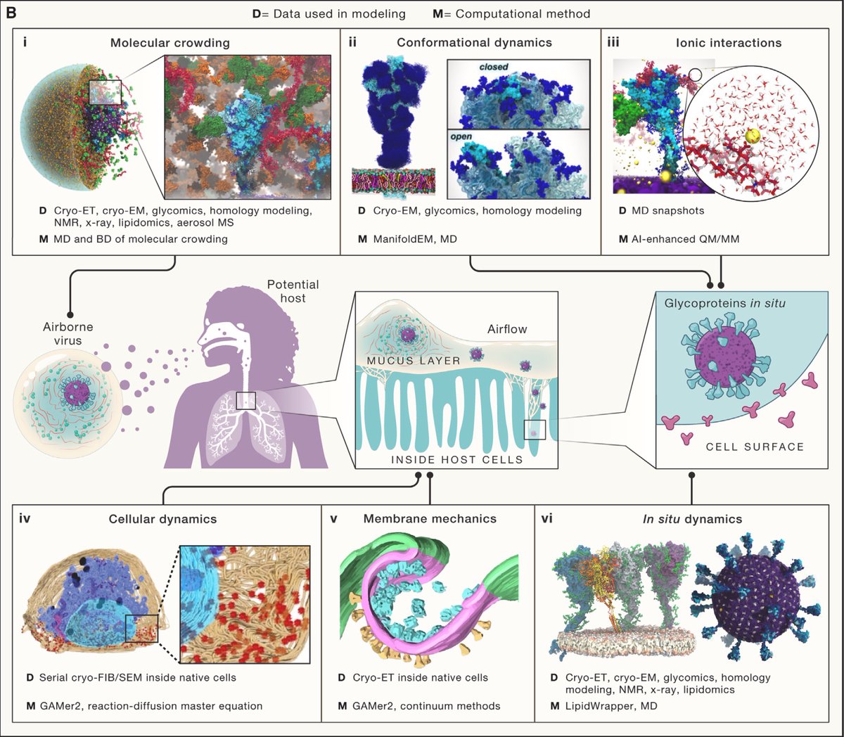 We are standing on the cusp of a new era of biology, where the integration of multimodal structural datasets with multiscale physics-based simulation will enable the development of visible, virtual cells. My dream for #COVIDisAirborne @kprather88 & the molecular basis of life