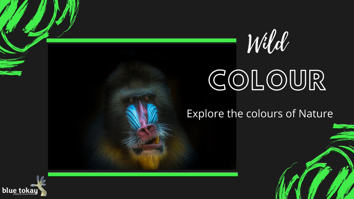 “Wild colour” is now on @GalleryOldham make sure you catch this stunning exhibition while you can! #exhibition #galleryoldham #museums #oldham #thingstodoinoldham #photography
