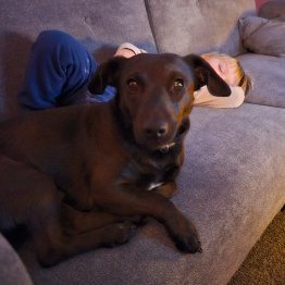 millypod1's tweet photo. 🆘31 JAN 2024 #Lost #ScanMe
Choc/White Chest Jack Russell Terrier Cross Male
#Ibstock #Leicestershire #LE67
Was spotted in Nailstone by the Aldi depot. Then later in Newbold Vernon in a field by the turbines.
He is very scared.
https://t.co/YZWcefhcnZ https://t.co/Y0UNX1l84s