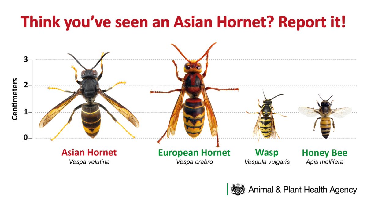 Asian Hornet Credible Sighting - Westfield East Sussex
For more info &amp; how to report sightings of Vespa velutina see the link: nationalbeeunit.com/about-us/beeke…
Achos Credadwy o Weld Cacynen Asia – Westfield Dwyrain Sussex
Am fwy o wybodaeth gwelwch y linc: 
nationalbeeunit.com/cy/amdanom-ni/…