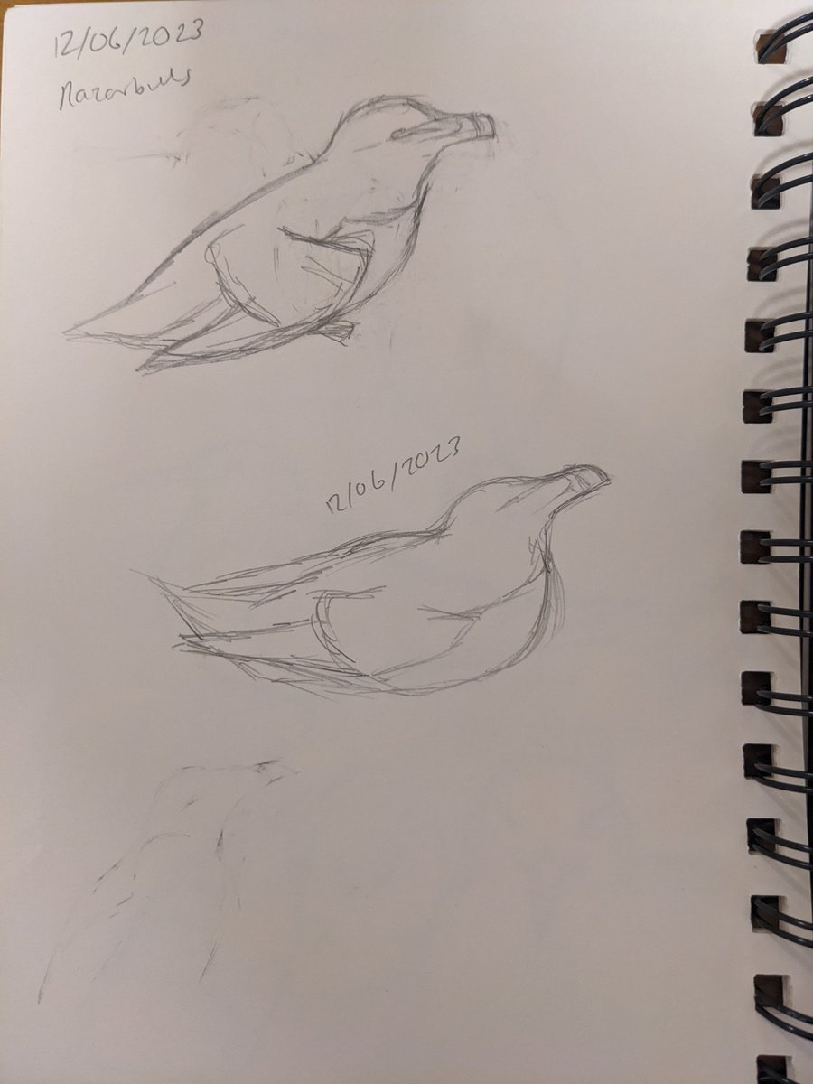Missing the Rathlin birds, but at least I've got a few sketchbook pages of them