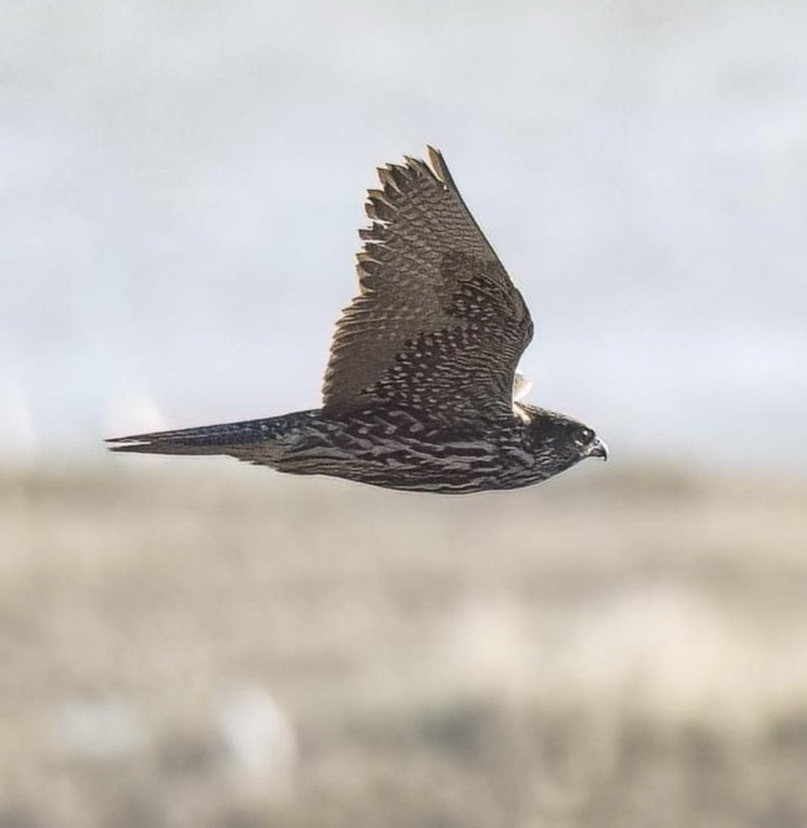 GYRFALCON / GIERVALK, Febr 1st, Texel, Netherlands by Wim van Zwieten. More at: dutchbirding.nl/gallery

#birds #vogels #birdwatching #vogelskijken