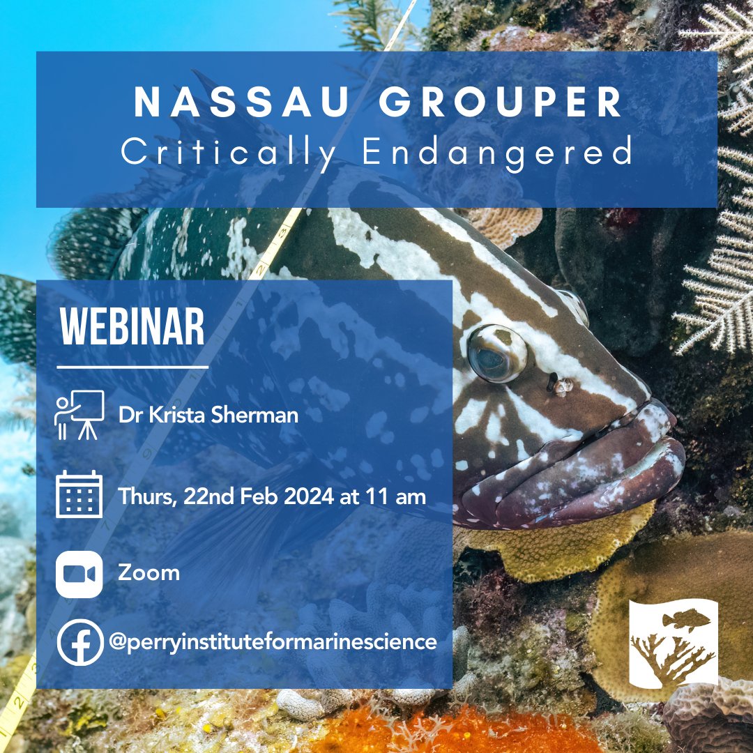 perryinstitute's tweet photo. Join us for an exciting webinar as we dive into Nassau grouper research! Our host Dr Krista Sherman has been studying this iconic species for more than a decade.
Register now: https://t.co/8xnOsQSCW0
#NassauGrouper #BigFish #SaveOurGrouper #FisheriesResearch https://t.co/aa0rjiYOzZ