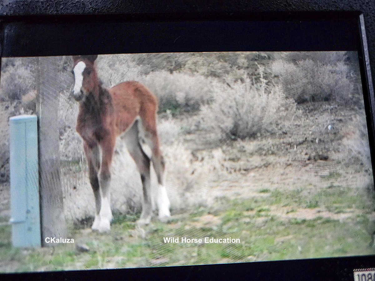 URGENT! Make the call! STOP East Pershing roundup due to newborns and the presence of heavily pregnant mares. CLICK HERE >> tinyurl.com/nrmtd4dy This image was sent via cell phone this morning. Foal was standing by the road, alone. BLM has been at this trap 3 days now.
