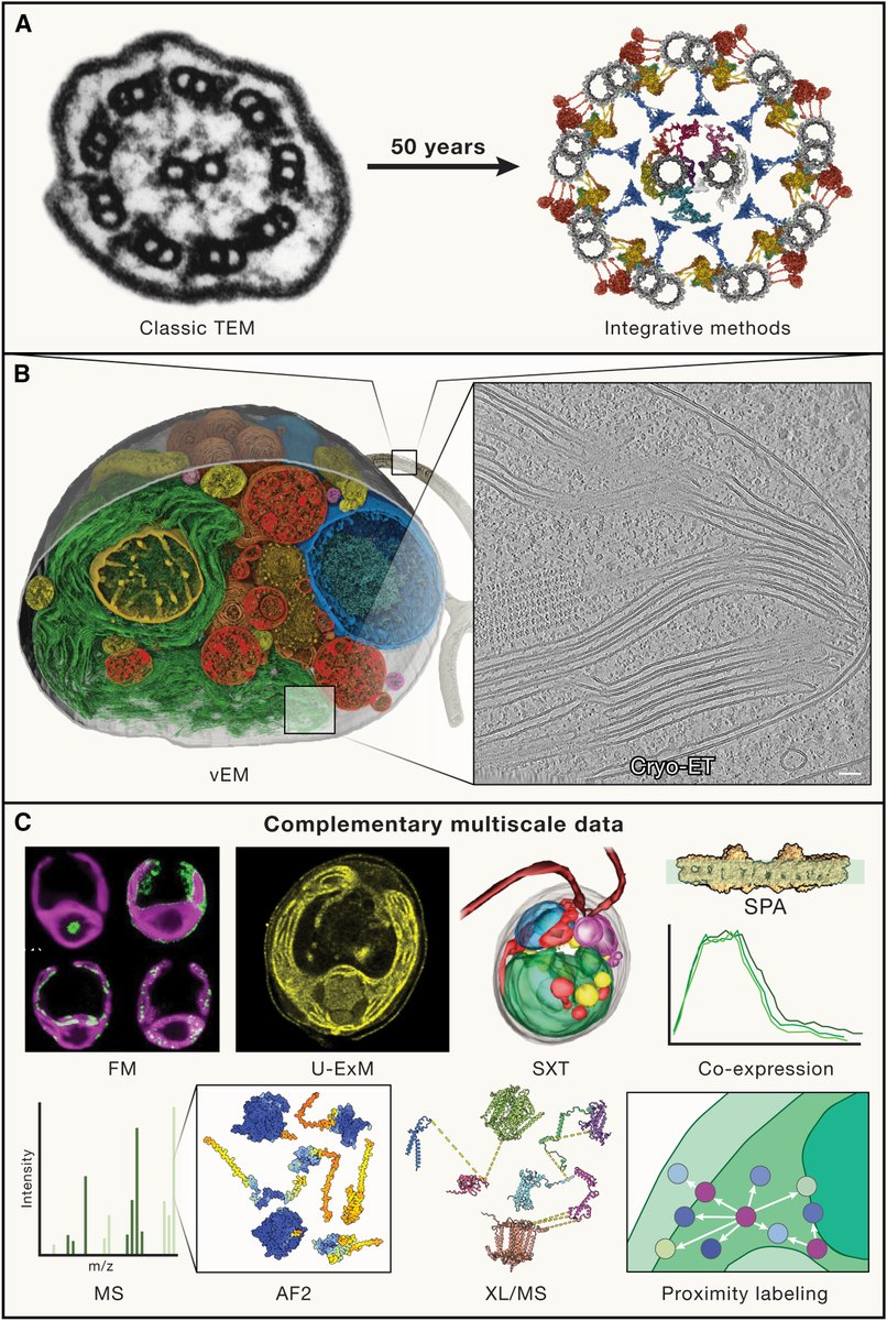 'Integrating cellular electron microscopy with multimodal data to explore biology across space and time'🔬👩‍💻🌌⏳ cell.com/cell/fulltext/… Our new review is online @CellCellPress. Big thanks to our amazing co-authors @computingCaitie @svenklumpe @RommieAmaro @KukulskiWanda @EM_STP