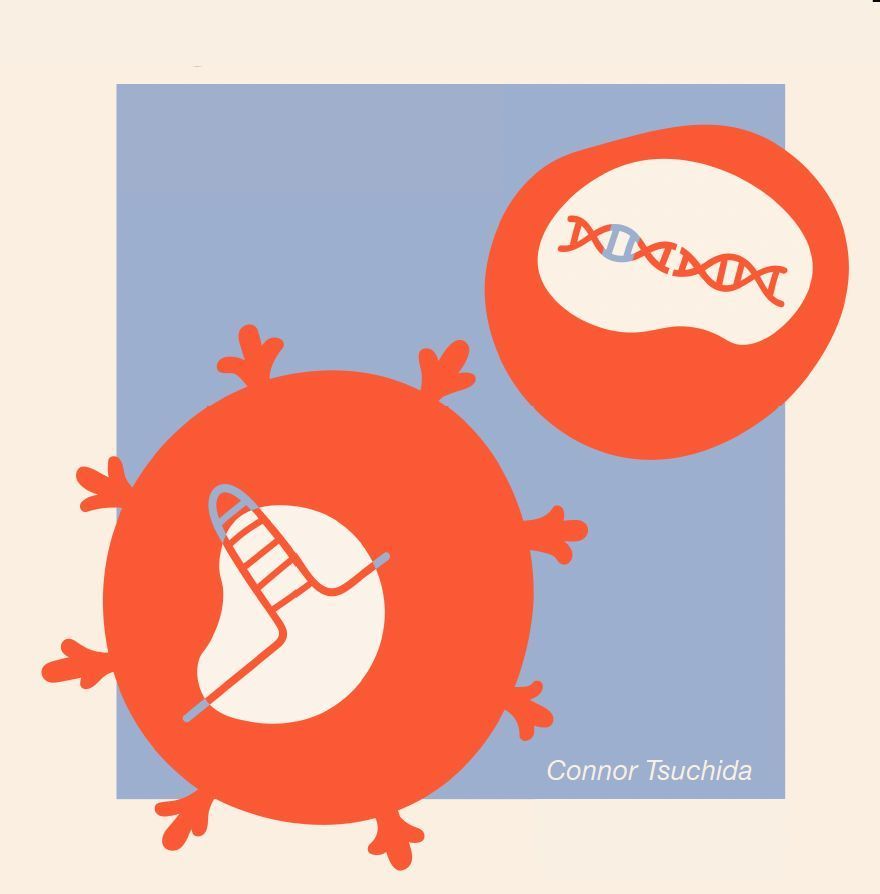 Robert Sanders (@bobthesciguy) on Twitter photo #CRISPR gene therapy could be less painful and less costly with in vivo delivery of gene editing tools. A new delivery method could achieve cell-specific DNA editing in the body. <a href="/UCBerkeley/">UC Berkeley</a> <a href="/igisci/">Institute for Geographic Information Science</a> buff.ly/3SHY9Av #CRISPR gene therapy could be less painful and less costly with in vivo delivery of gene editing tools. A new delivery method could achieve cell-specific DNA editing in the body. <a href="/UCBerkeley/">UC Berkeley</a> <a href="/igisci/">Institute for Geographic Information Science</a> buff.ly/3SHY9Av
