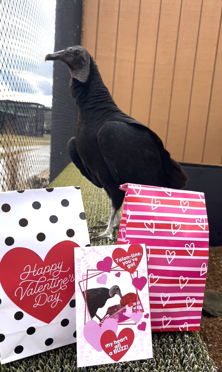 It’s okay if you’re not an early bird. You can still swoop in before it’s too late. We have decided to EXTEND TALON-TINES ORDERS until tomorrow, Friday the 2nd at 3pm! You can still order these beautiful $12 sets at eagles.org/talon-tines/

#valentine #valentines #valentinesgift