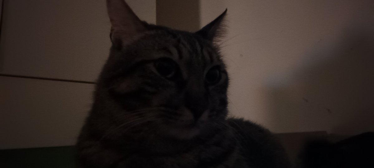 catbop tweet media