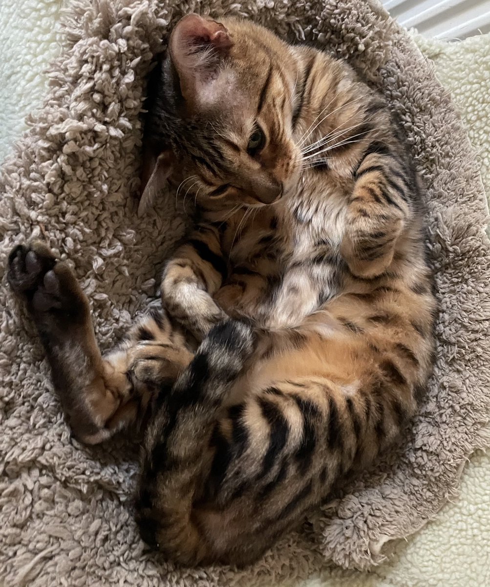 ValinVigo's tweet photo. #CatsOfTwitter #catsonx #catsofx #teambengal #thursdaytails 

No needs fur mine modistee munkee todays!  Mine tail haf cuvvurd mine bittes!

I’m will posts de wuns wear I’m went Comarndo latur! 😹😹😹

Luffs to orl! xxx ❤️❤️❤️😺😺 https://t.co/eIEfoQBfmg
