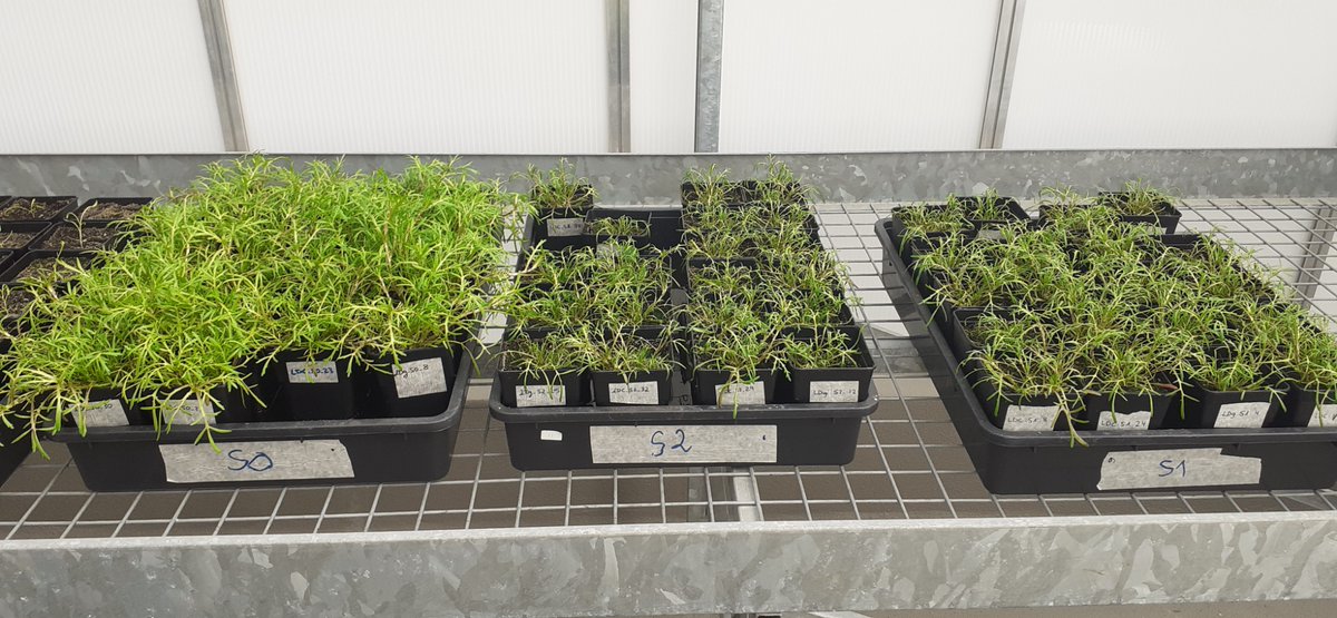 Andy J. Green (@drandygreen) on Twitter photo Discussing our Buttonweed Cotula coronopifolia experiment with Montse Vila. As part of our #Waterzoo project we ask how salinity and #endozoochory affects establishment and fitness of this #invasivespecies of wetland margins <a href="/PhD_EBD/">PhD EBD</a> <a href="/ebdonana/">Estación Biológica de Doñana - CSIC</a> <a href="/BSBIbotany/">BSBI: Botanical Society of Britain & Ireland</a> <a href="/sibecol/">SIBECOL</a> <a href="/RJBOTANICO/">REAL JARDÍN BOTÁNICO</a> Discussing our Buttonweed Cotula coronopifolia experiment with Montse Vila. As part of our #Waterzoo project we ask how salinity and #endozoochory affects establishment and fitness of this #invasivespecies of wetland margins <a href="/PhD_EBD/">PhD EBD</a> <a href="/ebdonana/">Estación Biológica de Doñana - CSIC</a> <a href="/BSBIbotany/">BSBI: Botanical Society of Britain & Ireland</a> <a href="/sibecol/">SIBECOL</a> <a href="/RJBOTANICO/">REAL JARDÍN BOTÁNICO</a>