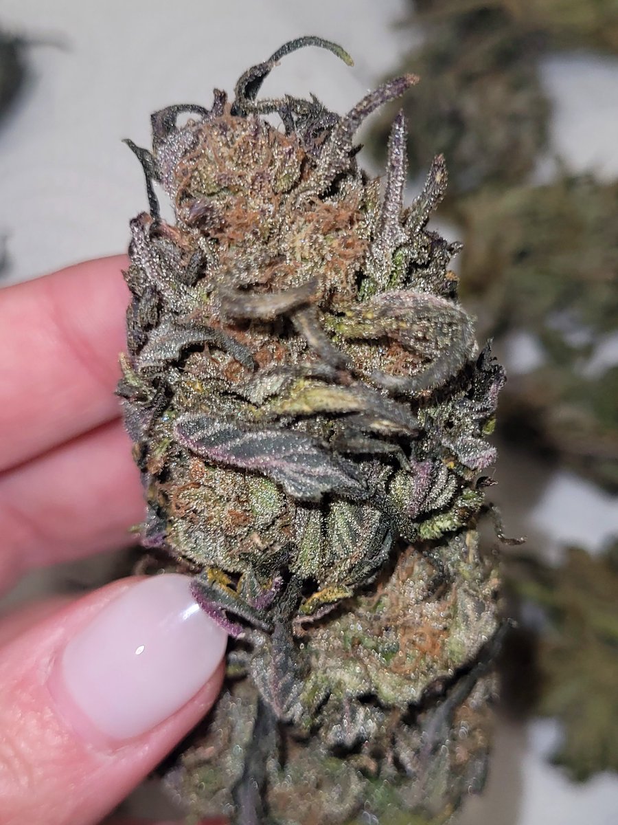 Hola kannabistas ! 🧡
Perdonar mi ausencia hoy está siendo un dia reguleras.😒

Os cuento que las niñas Amnesi-k haze y RS11  <a href="/KannabiaSeeds/">Kannabia Seeds ES</a> están tardando mas de lo normal en secar debido a la humedad tan excesiva que tenemos en estos momentos en casa a causa de un problema.

El