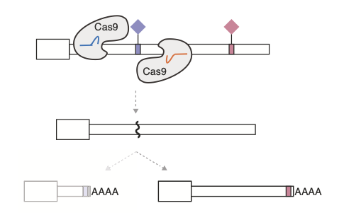 bradleybio's tweet image. I&apos;m excited to share our study demonstrating that alternative polyadenylation regulates tumor growth in melanoma, just out in @NatureComms and led by @a_gabel2! nature.com/articles/s4146…