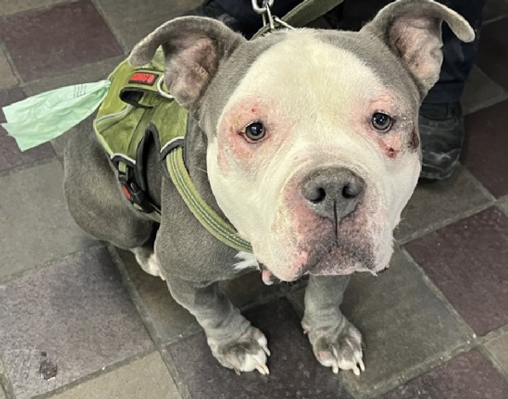 HOURS LEFT, DELISTED in preparation TBK in NYCACC: a stray who came in wearing a muzzle, 7yo Shadow 191988 has been in NYCACC since Jan 22 and is stressed, refusing treats and approaching with his head low. He walks well on a leash and is easily returned to his kennel. With just…