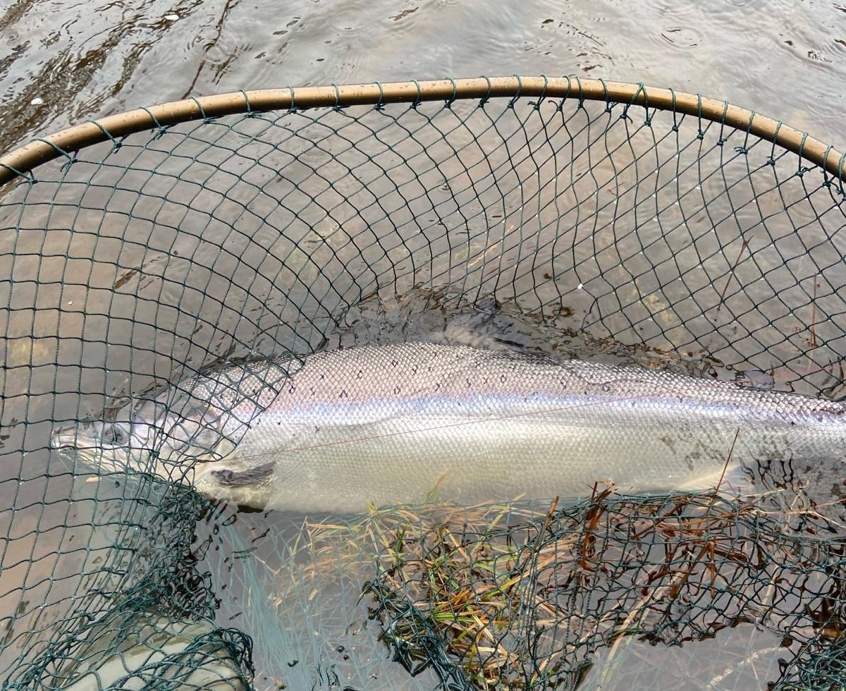 Great to see the first salmon of the 2024 season landed, and returned today. Angus MacGruer 13lb, River Oich👏