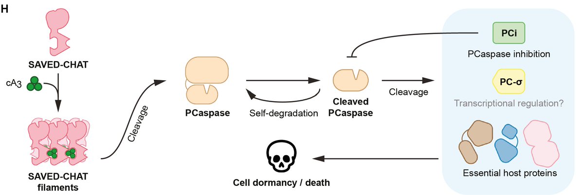 🎉 Proud to announce our work is out now! Here, we report a cascade of caspase-associated proteolytic activities activated by type III-B CRISPR-Cas signaling upon target RNA detection, leading to a strong defense response. Short 🧵: science.org/doi/10.1126/sc…