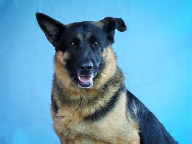 dog_rates's tweet photo. To view all of Doug's Buds, as well as submit a senior German Shepherd in a shelter near you, click the link below!

https://t.co/W9lcGzTrLU https://t.co/Xnqp2d5FNq