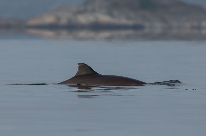 Len Thomas (@len_thom) on Twitter photo PhD📢: Fully-funded studentship <a href="/univofstandrews/">University of St Andrews</a> "Estimating spatial and temporal patterns in density of harbour porpoises in the North Sea using datasets from passive acoustic ocean observation networks with data flow to EU Digital Twin Ocean database" stats.wp.st-andrews.ac.uk/files/2024/02/… PhD📢: Fully-funded studentship <a href="/univofstandrews/">University of St Andrews</a> "Estimating spatial and temporal patterns in density of harbour porpoises in the North Sea using datasets from passive acoustic ocean observation networks with data flow to EU Digital Twin Ocean database" stats.wp.st-andrews.ac.uk/files/2024/02/…