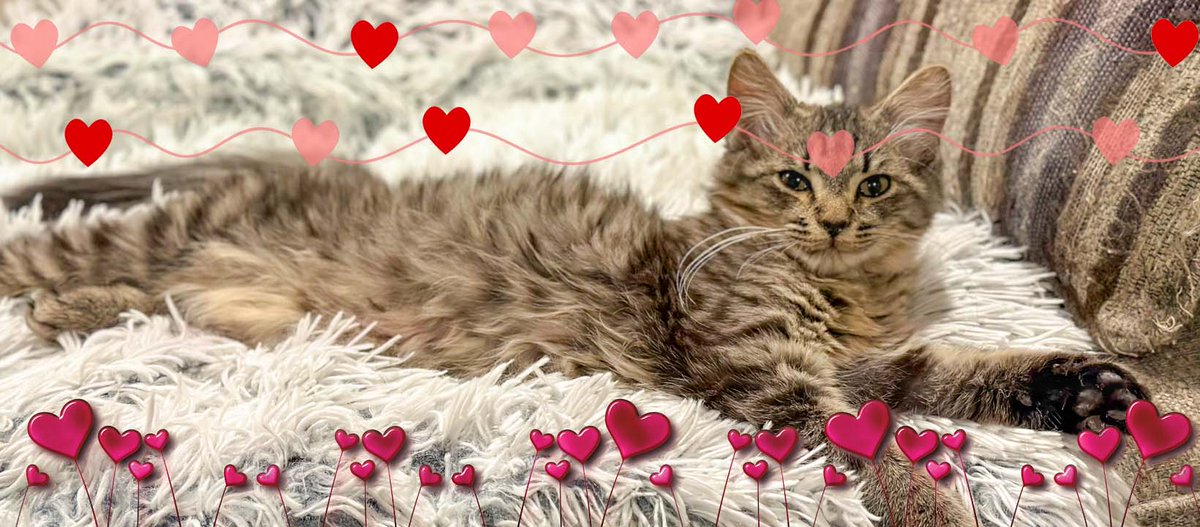 Fallon wants to wish everyone a wonderful February, and a reminder that Valentine’s is here this month. While you can’t buy love, you can adopt it!

If you are looking for a lovable feline friend, we hold adoption events every Saturday. #adoptlove #cat #adoptablecat