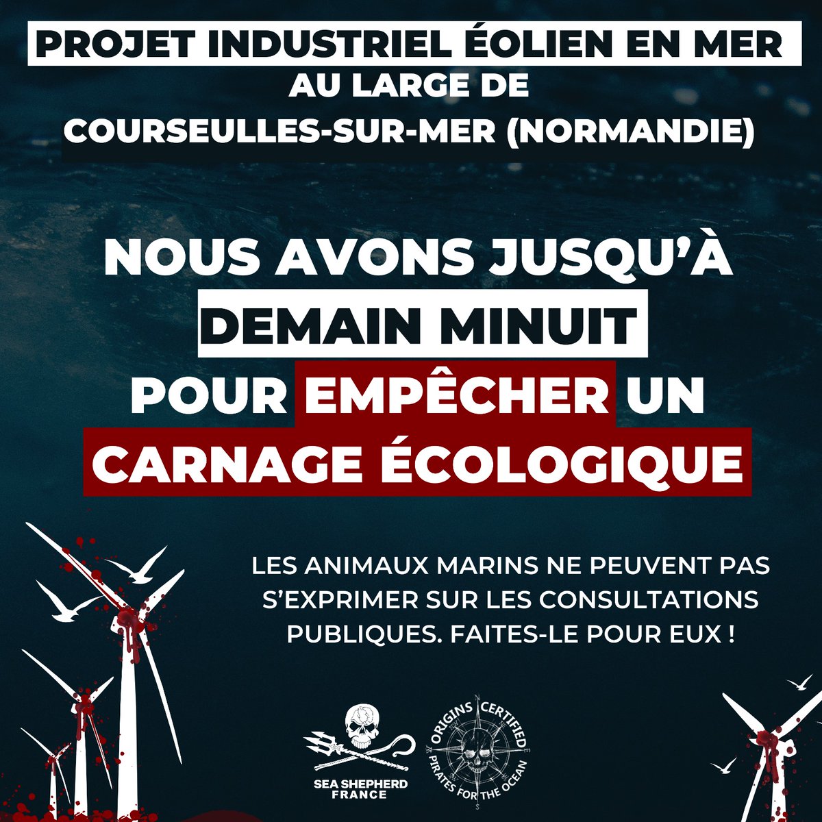 SeaShepherdFran's tweet photo. RAPPEL 📣 à vos claviers ! 📣

Nous avons jusqu’à demain minuit pour participer à la consultation publique sur le projet industriel d’éoliennes en mer au large de Courseulles-sur-Mer (Normandie) et empêcher l’attribution à EDF Renouvelables de dérogations autorisant la destruction et la perturbation intentionnelle de 28 espèces protégées : 20 espèces d’oiseaux marins, 4 espèces de chiroptères (chauve-souris) et 4 espèces de mammifères marins.

La participation à la consultation est organisée sous forme de questionnaire auquel vous pouvez répondre avec les éléments de réponse ci-dessus (il faut éviter au maximum les copier-coller pour que votre participation soit prise en compte).
Voici le lien : https://t.co/QbVfx9Dk6W

Un premier encart vous permet de faire un commentaire général sur la demande de dérogation. 
Un deuxième encart vous interroge sur vos propositions de solution, ne vous laissez pas désarçonner par cette question ! Il y a des solutions telles que l'éloignement du projet des côtes, la mise en place d'un bridage des éoliennes, d'un mât de mesure pour les chiroptères, le couplage d’un radar, d’une caméra thermique, d’un enregistreur de sons et d’un enregistreur d’ultrasons pour permettre de suivre la chute des cadavres en identifiant les espèces d’oiseaux et de chiroptères, car il est impossible autrement de mesurer la mortalité de ces animaux en mer.  Des mesures de l'intensité des migrations sont indispensables afin de dresser un état initial sérieux. Le type d'éoliennes choisies ne permet pas non plus d'éviter au maximum les collisions. Enfin la sensibilité des mammifères marins aux champs électromagnétiques impose que les câbles soient isolés. Il incombe à l'opérateur de trouver toutes les solutions techniques possibles et existantes et de les financer pour limiter véritablement au maximum son impact sur la biodiversité, ce qui, en l'état, n'est manifestement pas le cas.
Un troisième encart vous invite à dire si vous êtes favorables, défavorables ou indifférents à la délivrance de ces autorisations (il vous suffit de cocher la case).
Ensuite votre nom, prénom et votre commune de résidence vous sont demandés. (Vous pouvez si vous le souhaitez imprimer votre participation et nous l'adresser à l'adresse consultation@seashepherd.fr)