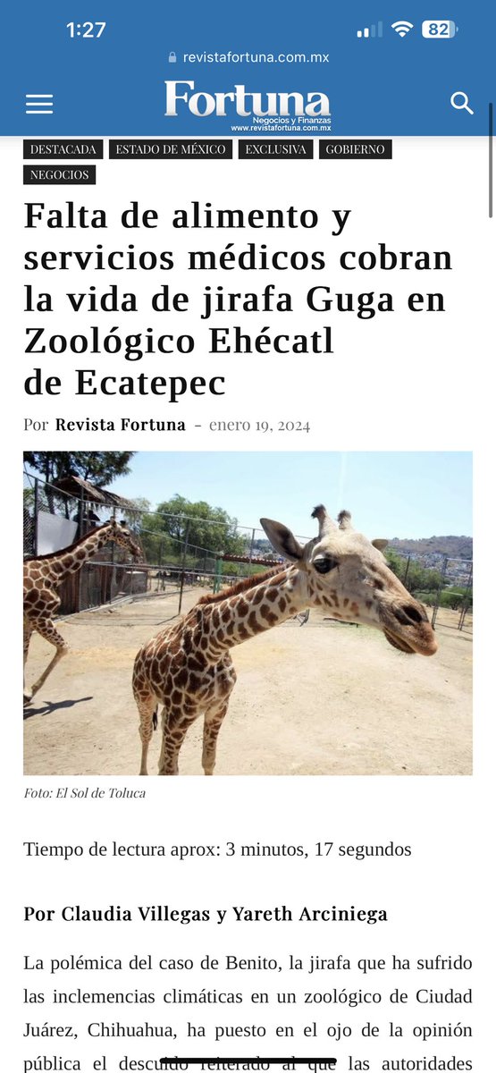 SalvemosABenito's tweet photo. Amigos nos ayudan a difundir 🙏

Sr Presidente @lopezobrador_ ,

Cada día nos sorprendemos e impactamos aún más con nuevas noticias relacionadas a la fauna silvestre del país; hace 3 semanas era con la burocracia que mantenía a Benito helándose, hace 2 semanas era la muerte de la jirafa Guga de 6 años en Estado de México y hace unas horas fue una jirafa viviendo en el patio de la familia Hank, en Tijuana.  Cada día sale un caso nuevo con omisiones, negligencias o con mucha corrupción, relacionado a la fauna silvestre, todo bajo el cobijo de @PROFEPA_Mx  @blancamendozav  y @SEMARNAT_mx @Mary_Luisa_AG, dependencias que en teoría están para proteger y procurar el medio ambiente y la vida silvestre.

Por favor ayúdenos e intervenga en esas dependencias; están haciendo quedar muy mal a su @GobiernoMX; la vida silvestre del país está bajo personas que no les interesa en lo más mínimo protegerla 🦒 #SalvemosABenito