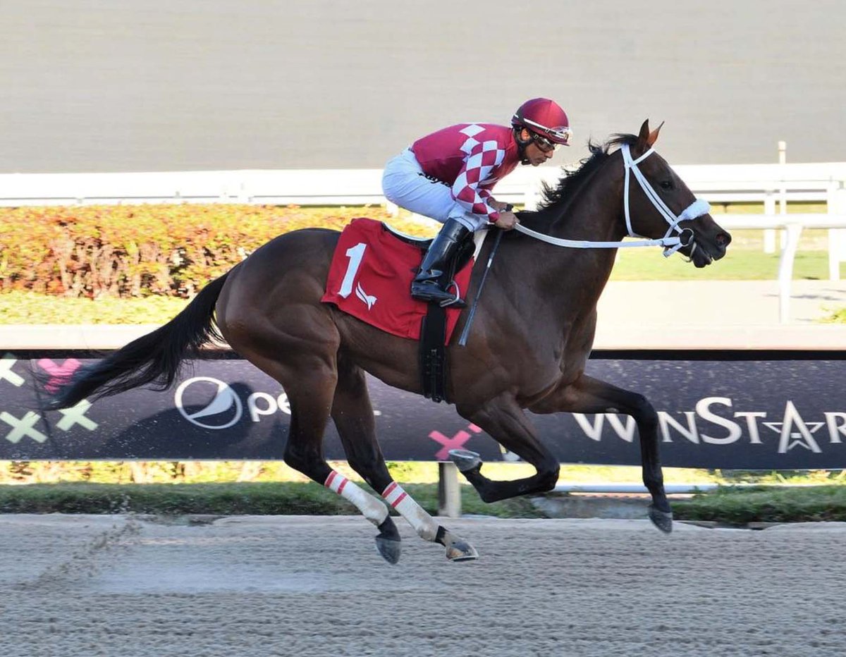 Florida-bred Hades has Trainer Joe Orseno Looking Back and to the Future bit.ly/3OqT5im @DJ_Stable @OcalaStud @GulfstreamPark @OBSSales @Pacolopez1018 @dofarrell98 #floridathoroughbreds @FLbred #FloridaBred #horseracing #Ocala #HorseCapitalOfTheWorld #HCOTW