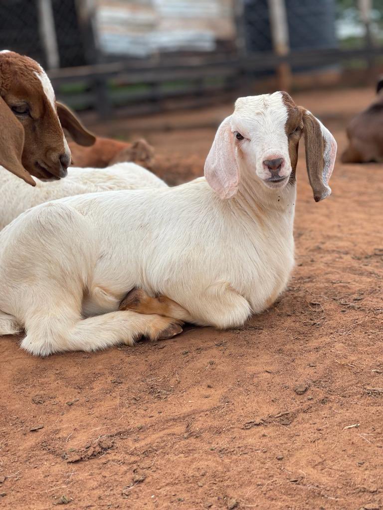 Half Boer , Half Savanna 🥰