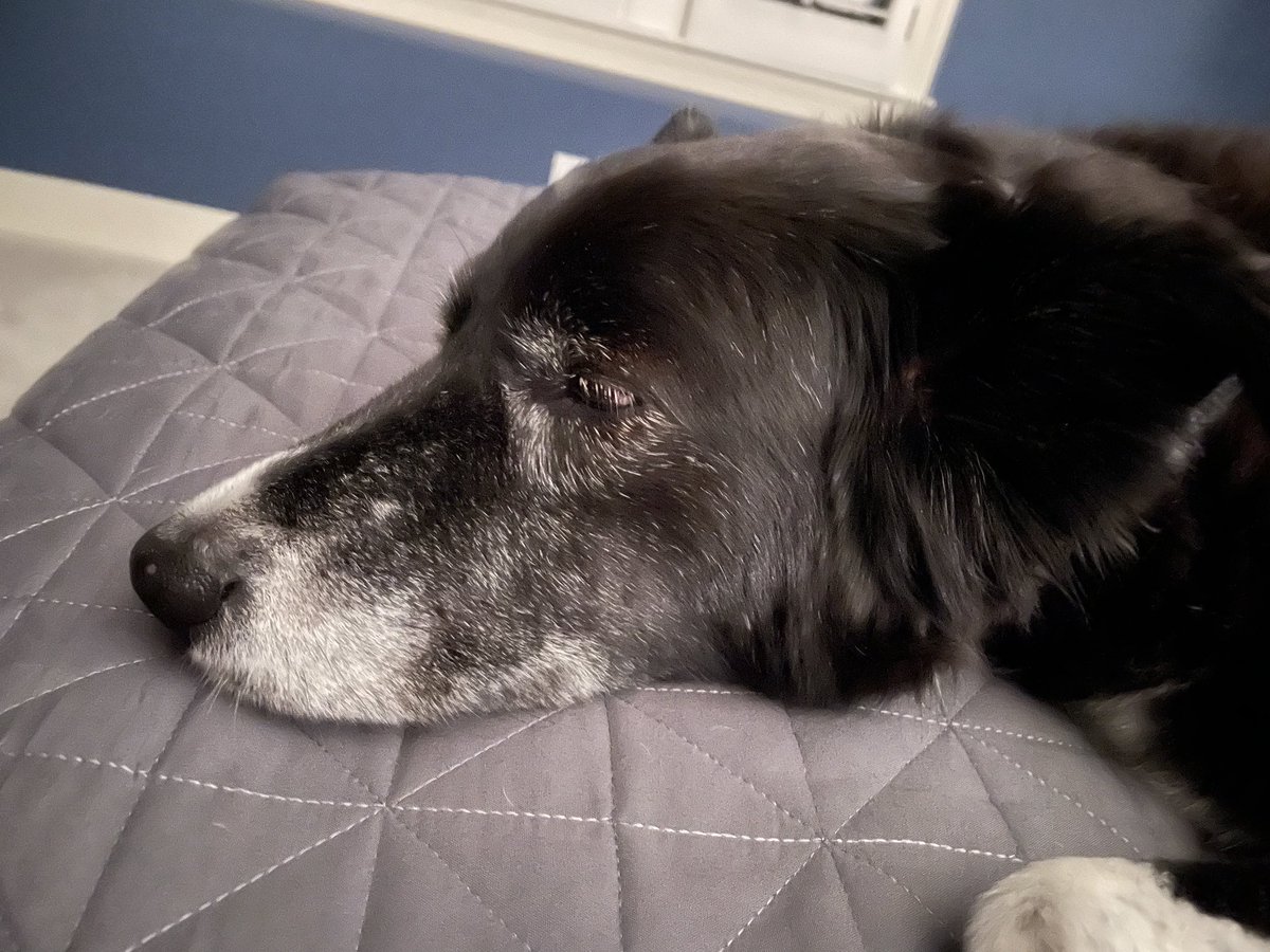 Grayer around the muzzle but more beautiful and beloved than ever. Happy 10th birthday, Regan.