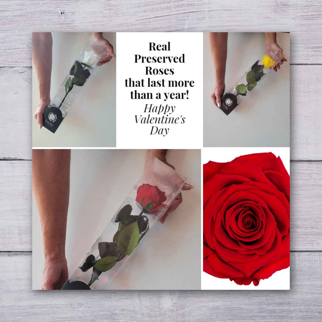 Shop endlessblossoms.etsy.com for handmade wreaths and preserved flowers. #preservedroses #stemmedroses #redroses #whiteroses #eternalroses #valentinedaygifts #valentinedaygiftideas #roseonstem #preservedrosestem #preservedroseonstem #redrose #redroses #preservedredroses