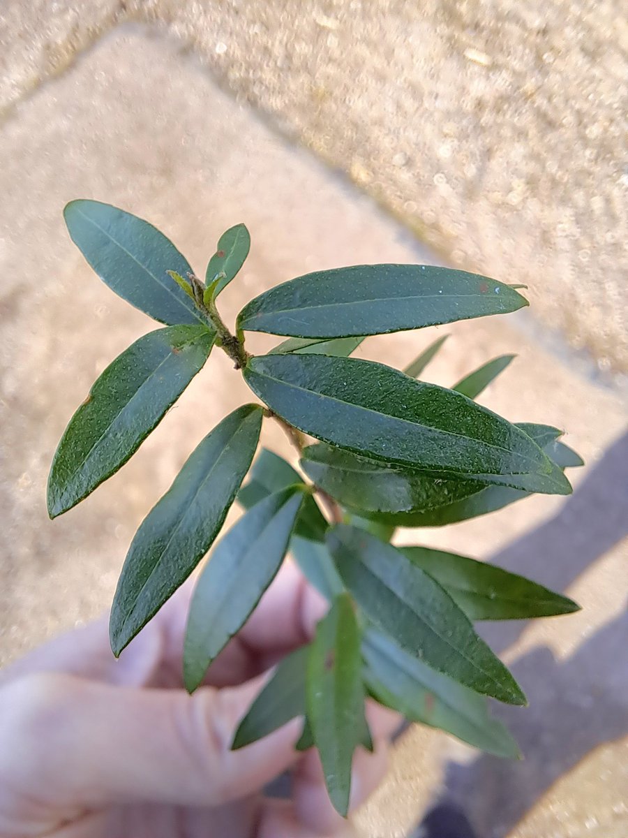 Can any botanists help me identify this plant please? It has staggered leaves rather than pairs, potentially a Myrtaceae but unsure. Ta