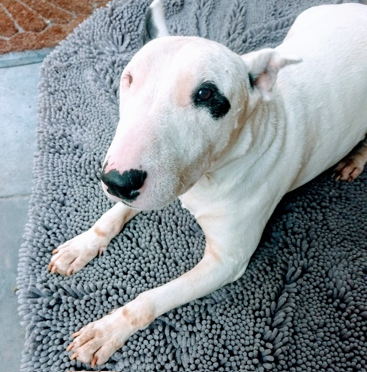 Our dear friends..it is with paralyzing grief we let you know our precious Shiner crossed over the rainbow bridge a few days ago. He was our best friend,
 companion &amp; goofy clown💔
He didn't like to pose cuz he didn't want to be in front of you..he wanted to ALWAYS be next to you